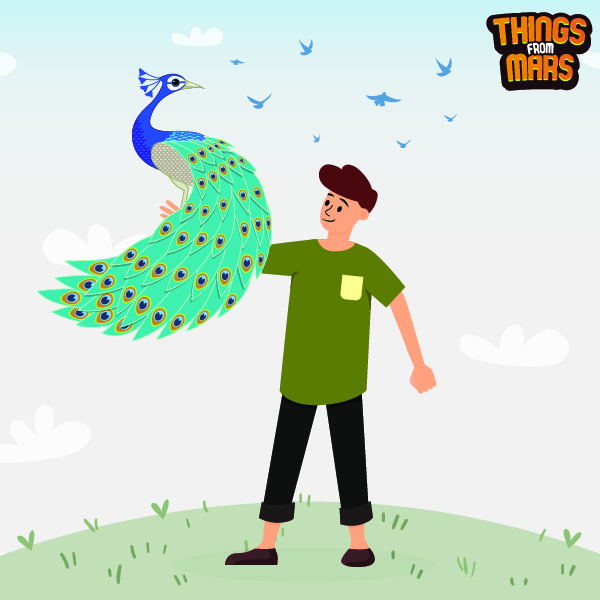 Gorgeous Peacock Gifts For Peacock Lovers in your life